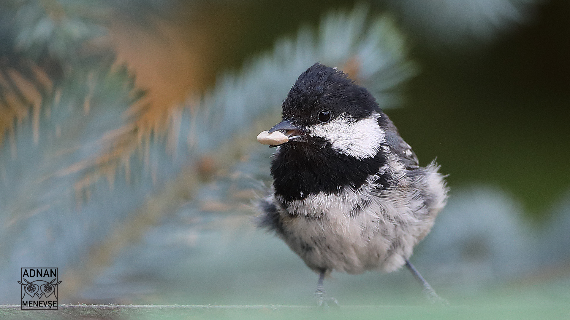 Coal Tit